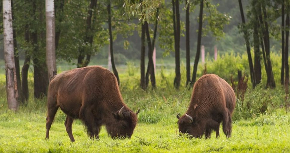  Ferma cu bizoni, o afacere de succes. Prețul colosal cu care se vinde un kilogram de carne (VIDEO)