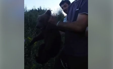 Imagini șocante. Pui de urs, capturat și chinuit fără milă în Brașov VIDEO