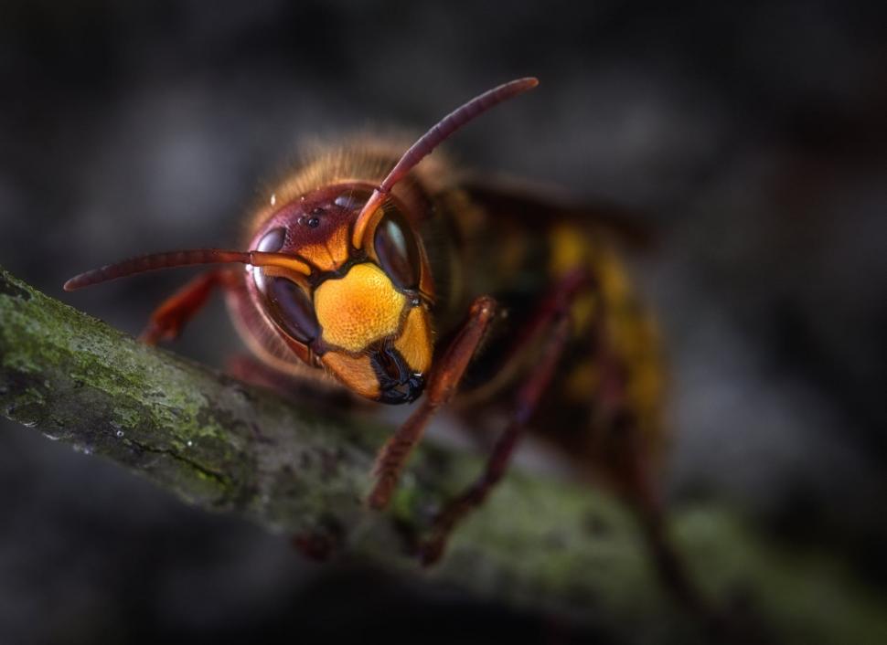 Invazie de insecte periculoase în Marea Britanie! Pot ucide cu doar o înțepătură