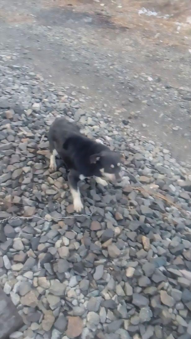 Mecanicul de tren a devenit erou peste noapte, după ce a făcut o oprire de urgență: „Era chiar acolo, nu puteam să mă fac că nu-l văd” (FOTO) 600184