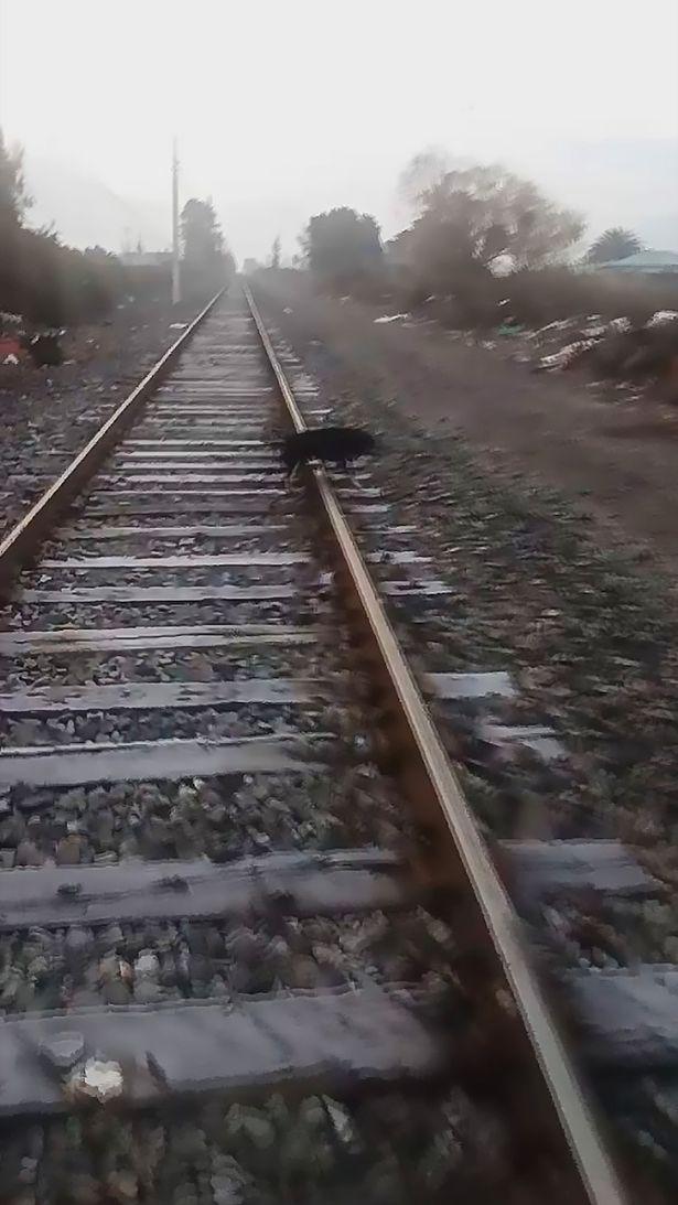 Mecanicul de tren a devenit erou peste noapte, după ce a făcut o oprire de urgență: „Era chiar acolo, nu puteam să mă fac că nu-l văd” (FOTO) 600186