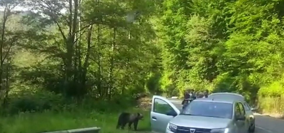 Inconștiență fără margini! Turiștii de la barajul Vidraru s-au apropiat de doi urși flămânzi ca să facă poze