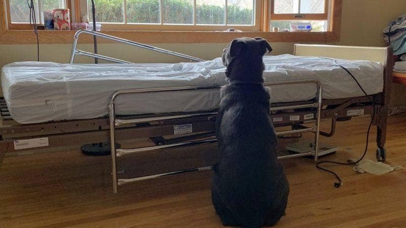 În fața unui pat de spital gol, câinele așteaptă cuminte. Această imagine a făcut înconjurul lumii și toți s-au emoționat când i-au aflat povestea