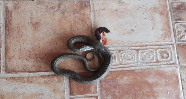 Localnicii dintr-o comună din Timiș s-au trezit peste noapte invadați. Sunt cu sutele în grădini, beciuri și case 601689