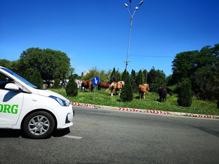 Se aflau în centrului Clujului când deodată au văzut ceva năucitor. Oamenii au început să filmeze: „Erau chiar în mijloc” - FOTO 601750