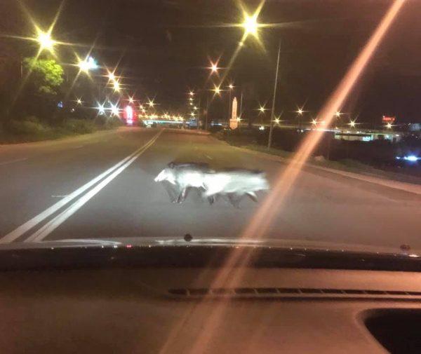 Apariție șocantă pe o șosea din Oradea! Oamenii au crezut că nu văd bine (FOTO) 601816