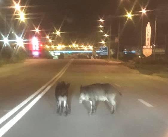 Apariție șocantă pe o șosea din Oradea! Oamenii au crezut că nu văd bine (FOTO) 601817