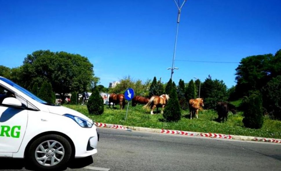 Imagini incredibile au fost surprinse la Cluj. Mai mulţi cai au fost filmați la păscut într-un sens giratoriu 