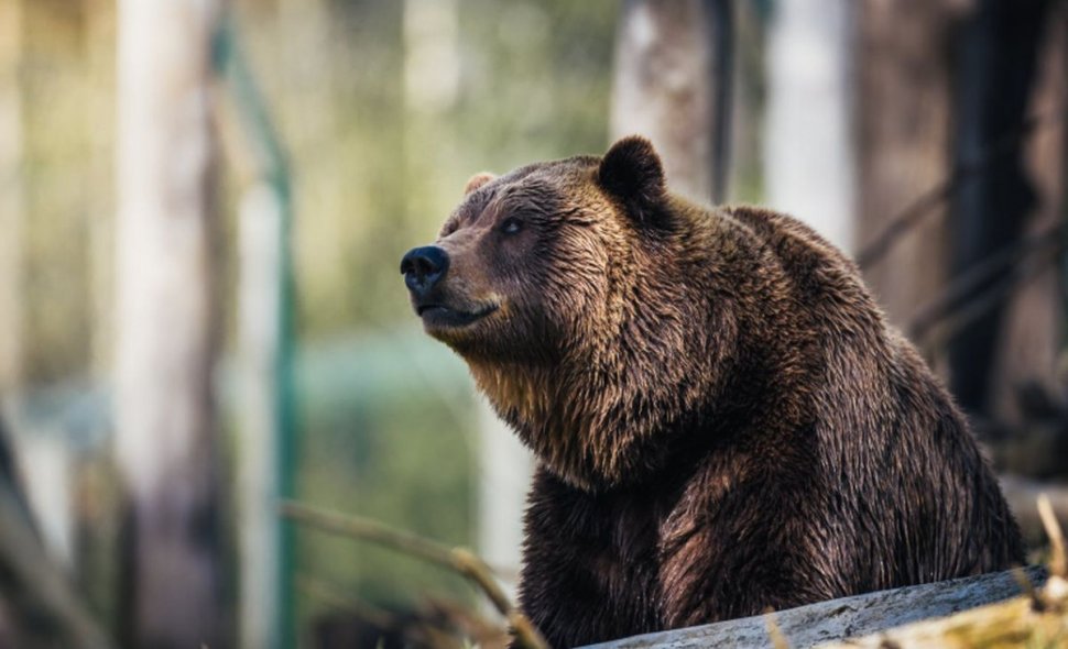 Întâmplare şocantă aproape de Transfăgărăşan. Un urs rănit a murit după ce a agonizat ore în șir