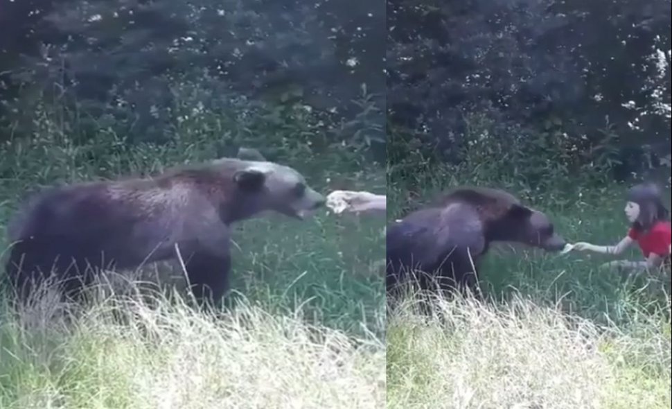 Imagini şocante surprinse pe Transfăgărăşan. O fetiţă hrăneşte un urs din mână - VIDEO