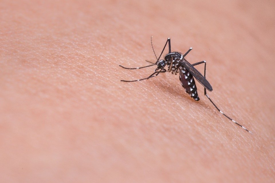 Măsuri necesare pentru prevenirea infectărilor cauzate de înțepăturile de țânțari