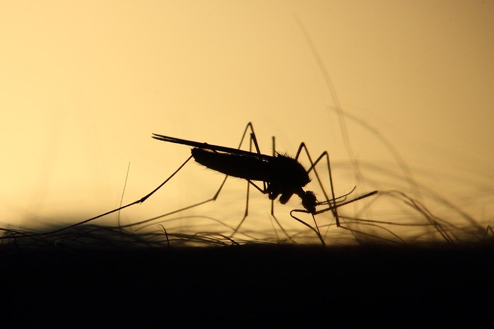 Sfat de sănătate. Alergia la înțepăturile de insecte - Ce facem imediat după înțepătura unei albine sau a unui țânțar