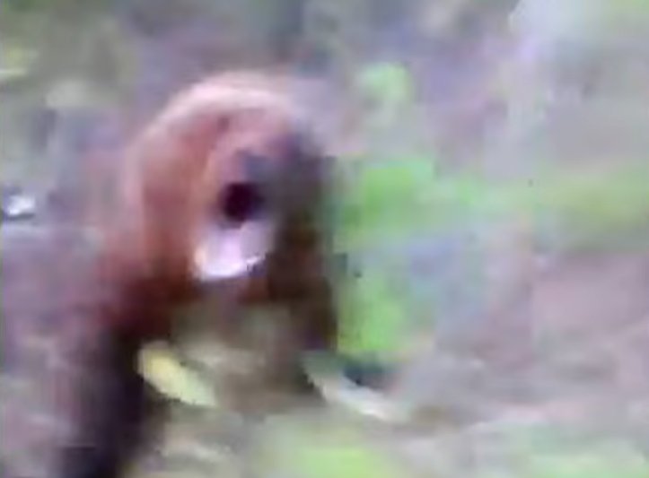 Un turist român s-a apropiat prea mult de un urs, în timp ce îl filma cu telefonul mobil. Animalul a atacat imediat - VIDEO