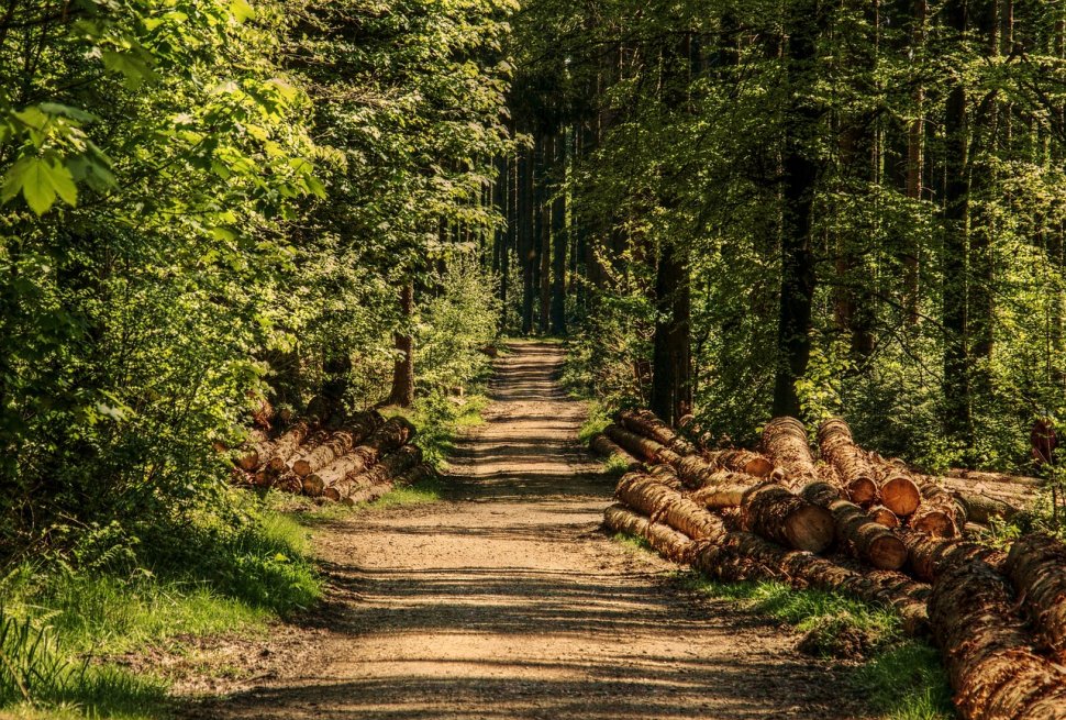 UNESCO va ancheta măcelul pădurilor românești