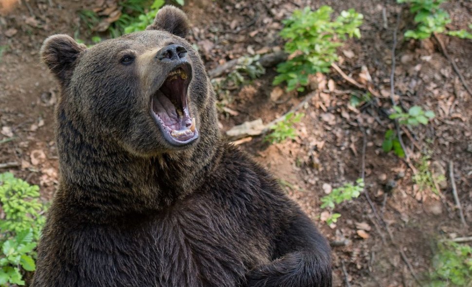 Doi copii au fost muşcaţi de urs, în Sibiu