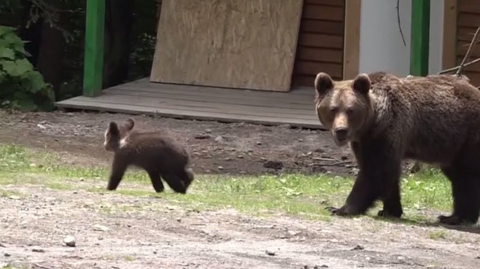 Copiii unei familii din Sibiu, atacaţi de urs. Cum au reuşit să scape din ghearele animalului - VIDEO