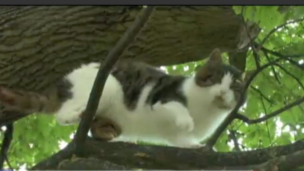 La prima vedere, pare o pisică urcată în copac care nu mai știe să se dea jos. Dar felina ascunde de fapt o poveste incredibilă