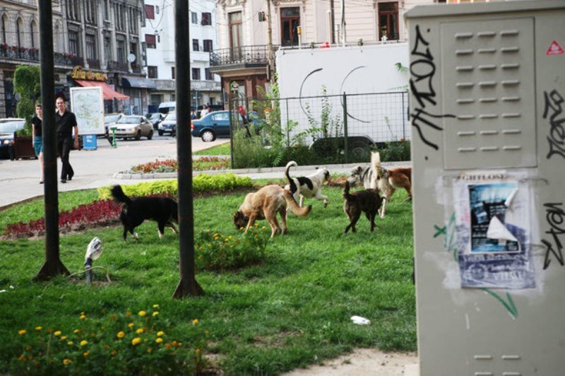 Premieră în București. Un bărbat a fost amendat pentru că nu și-a îngrijit animalul de companie
