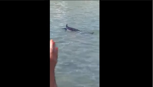 Momentul în care zeci de turiști omoară cu pietre un pește-spadă în Grecia. Furie printre localnici VIDEO