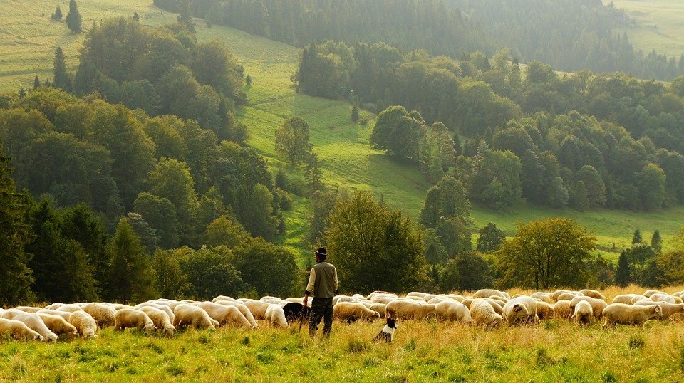 Un belgian, snopit în bătaie de câțiva ciobani români. Incidentul a fost filmat 