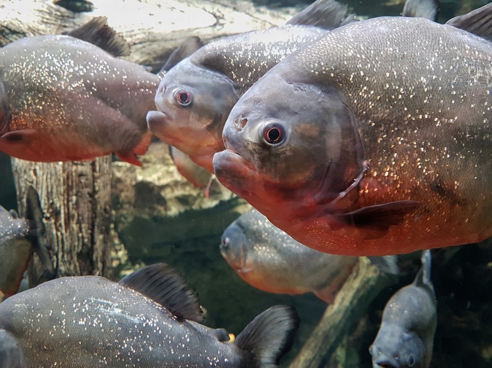 Alertă în Baia Mare. Pești Piranha, găsiți într-un lac: Sunt turiști care fac baie. Peștele e recunoscut pentru ferocitatea sa