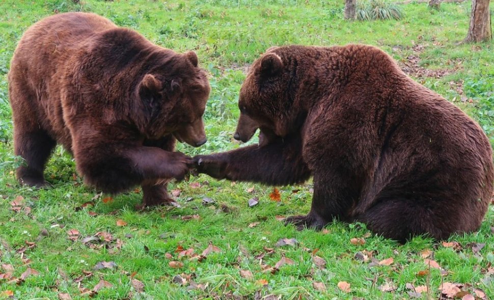 Amenzi usturătoare pentru turiştii care hrănesc urşii