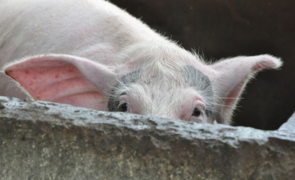 Pesta porcină africană, confirmată în două gospodării şi o fermă din localităţile Potlogi şi Răcari