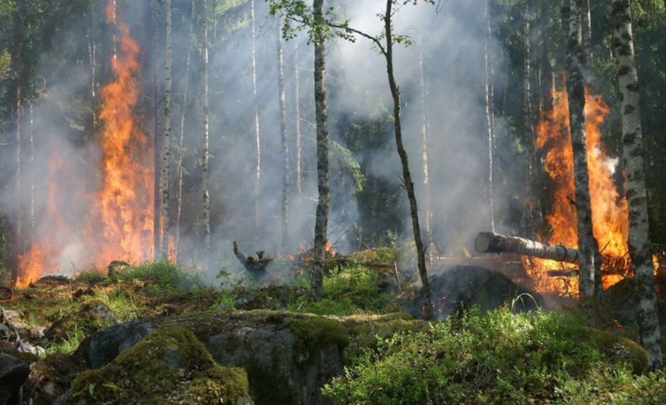 Dezastru ecologic în Siberia. Milioane de hectare de pădure au ars 