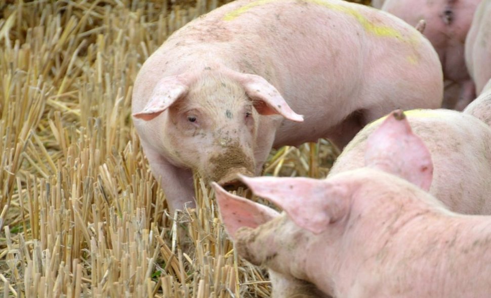 Alertă de pestă porcină în două gospodării din Dâmbovița