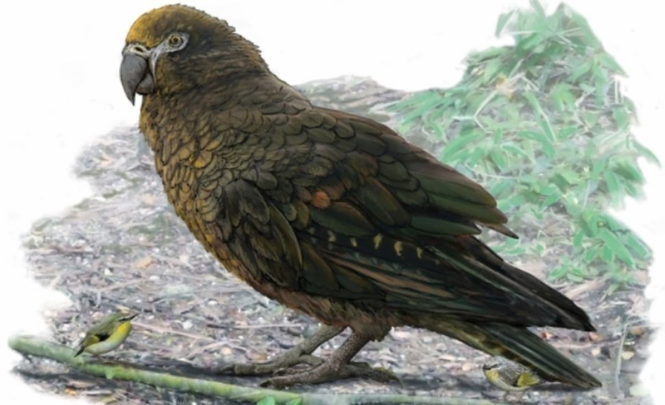 Au fost descoperite rămășițele celui mai mare papagal din istorie. Ce dimensiuni avea