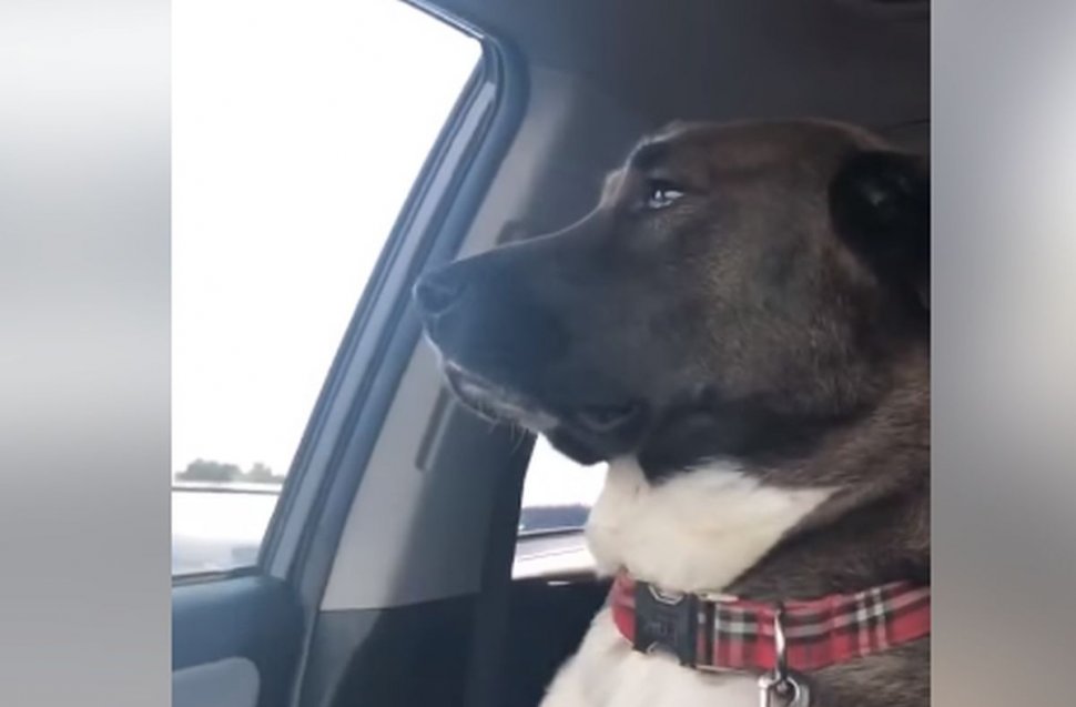 Incredibil ce a făcut un câine după ce a fost dus de stăpâna lui la dentist (VIDEO)