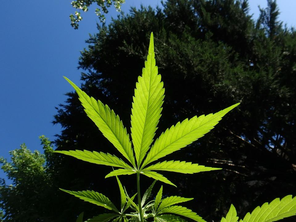 Luxemburg va deveni prima țară din Uniunea Europeană care legalizează consumul recreativ de cannabis