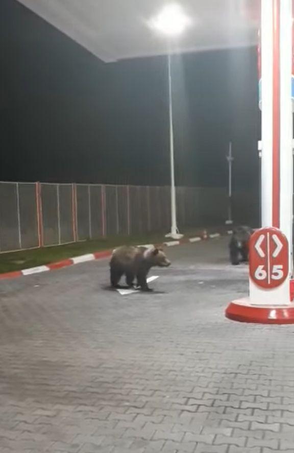 Oana oprise la o benzinărie din Azuga și a vrut să coboare să alimenteze, când a văzut ceva cu totul neașteptat. A rămas în mașină și a scos imediat telefonul să filmeze (FOTO+VIDEO) 610200