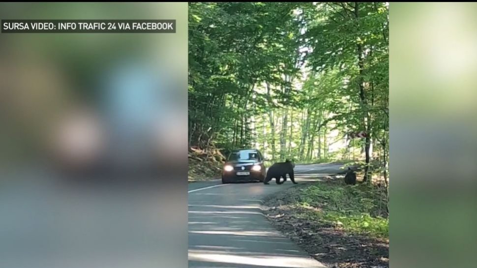 Imagini incredible: Cum sunt alungaţi urşii - VIDEO