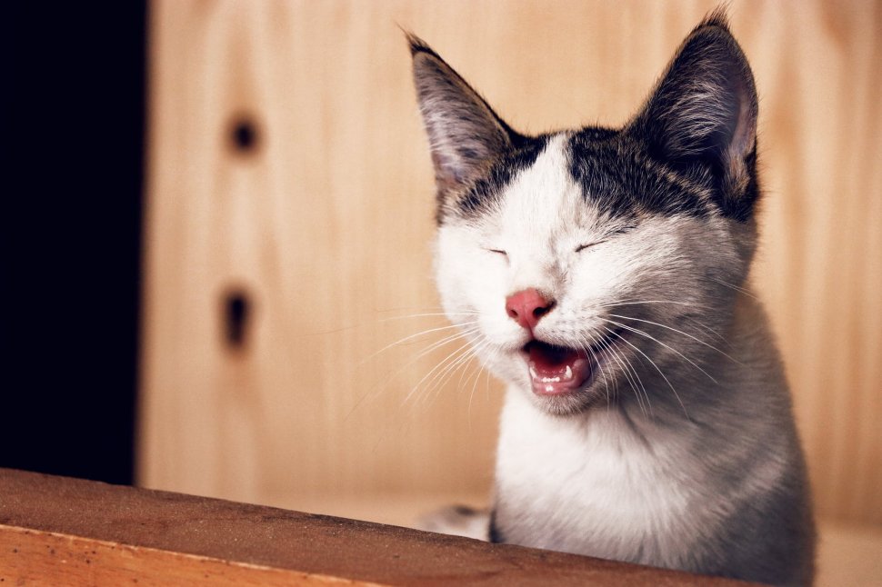 Incredibil cum reacționează o pisică atunci când își aude stăpâna cântând! „Prima dată nu mi-a venit să cred. Mi-a plăcut să cânt toată viața mea”