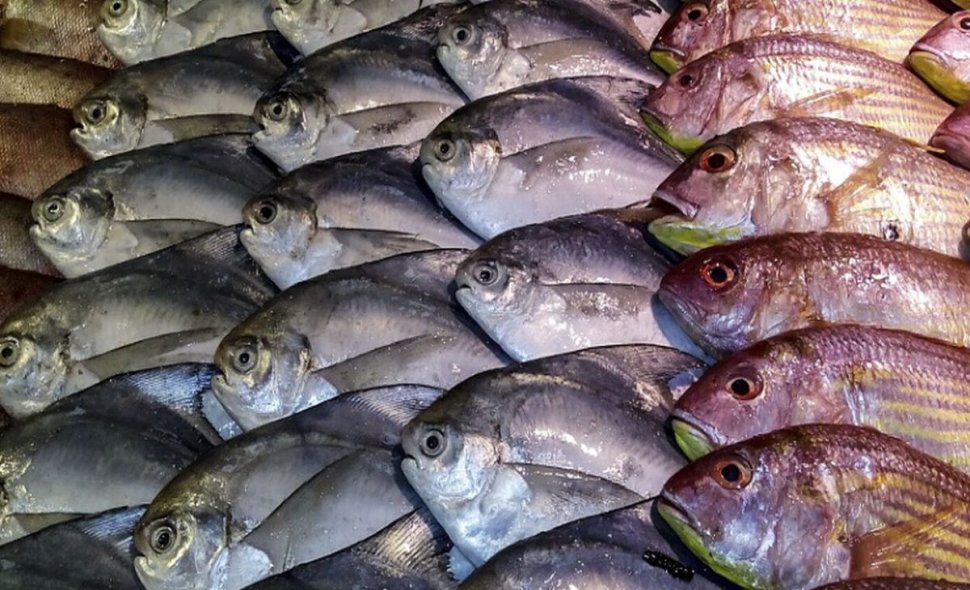 Românii consumă peşte de cea mai proastă calitate! 22 de tone au fost retrase de la raft