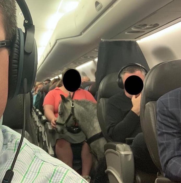 Pasagerii unui avion au crezut că nu văd bine, atunci când s-au urcat la bord. Era chiar acolo printre ei. Nu vezi așa ceva în fiecare zi! (FOTO) 613280