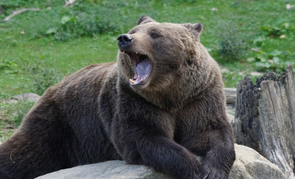 Turist canadian, atacat de urs în Azuga (VIDEO)