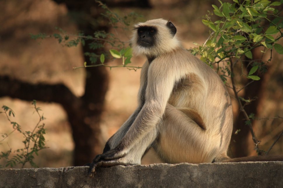Maimuța periculoasă, care se plimba liberă prin Capitală, a fost prinsă. Deținerea unui astfel de animal este interzisă în România