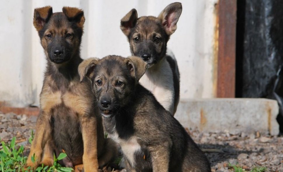 Zeci de oameni trăiesc într-o continuă teroare! O femeie din Râşnov a adoptat peste 20 de câini - VIDEO