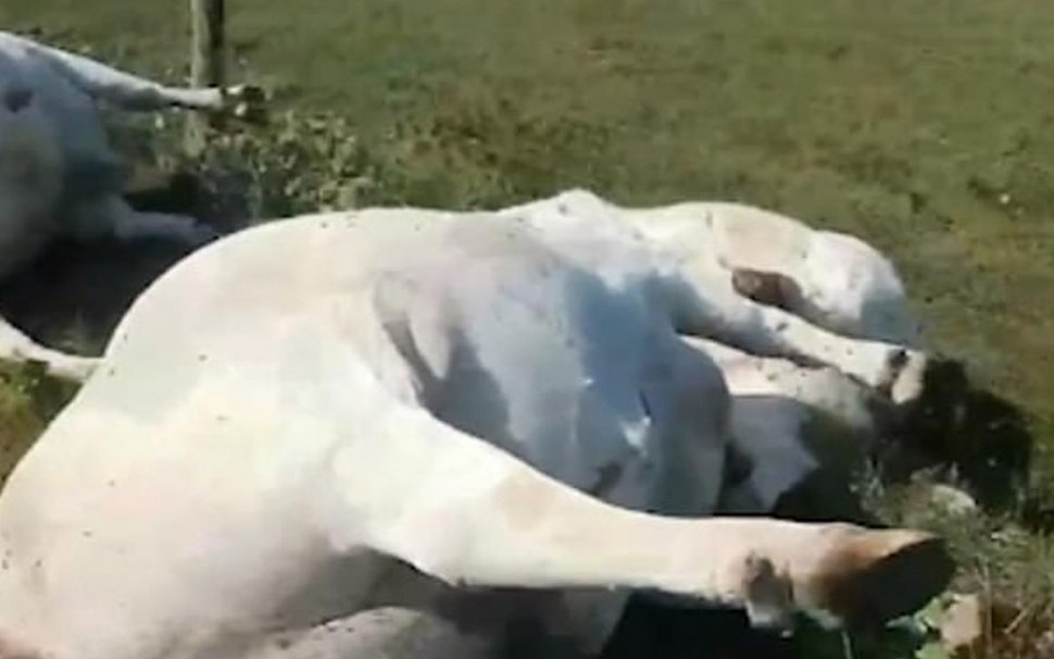 Zeci de vaci au fost ucise de un singur fulger. Imaginile șocante filmate de fermier