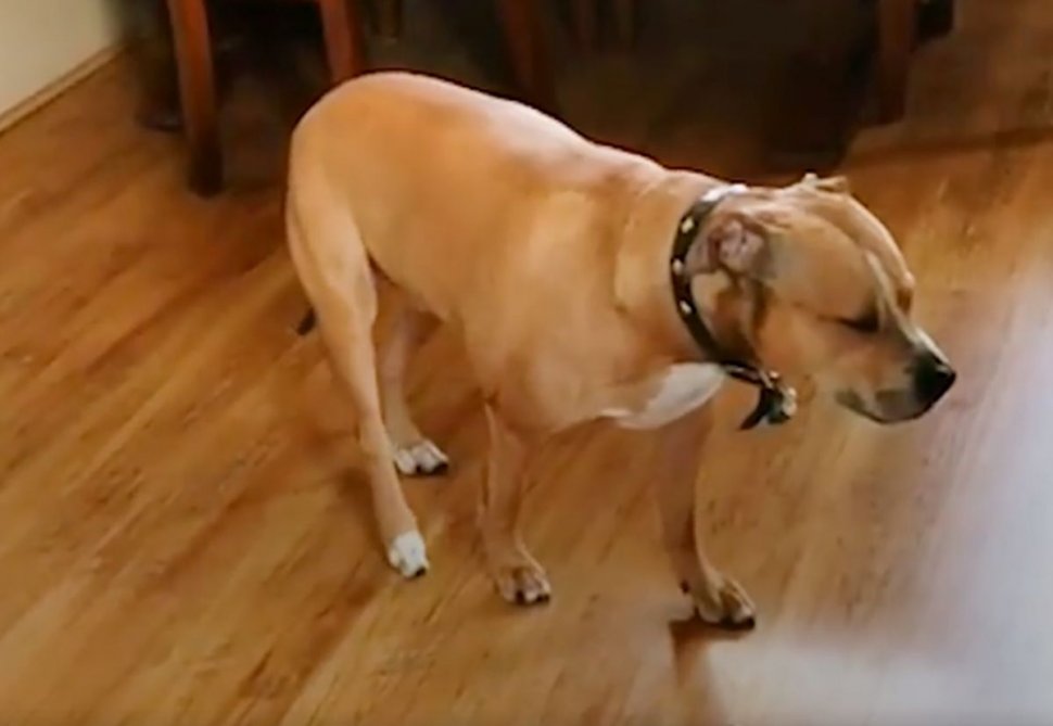 El e Dingo, câinele care obține întotdeauna ce-și dorește. Metoda fantastică a patrupedului de a fura mâncare fără să fie prins (VIDEO)