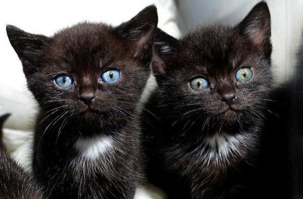 Femeia s-a dus să se plimbe în parc, când a dat peste o valiză închisă. S-a apropiat și a început să audă zgomote ciudate venind din interior. Nu a stat pe gânduri și a decis să o deschidă. Preț de câteva secunde a rămas fără cuvinte (FOTO) 613432