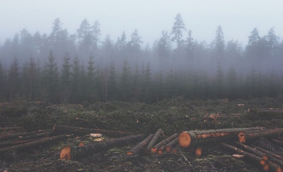 Peste 3.300 de copaci au fost tăiaţi ilegal în Munţii Rodnei. Prejudiciul creat este uriaș 