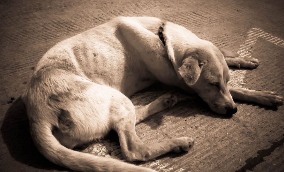 Mai mulți câini au fost otrăviţi într-o localitate din Maramureş. Ce riscă cel care a recurs la acest gest îngrozitor