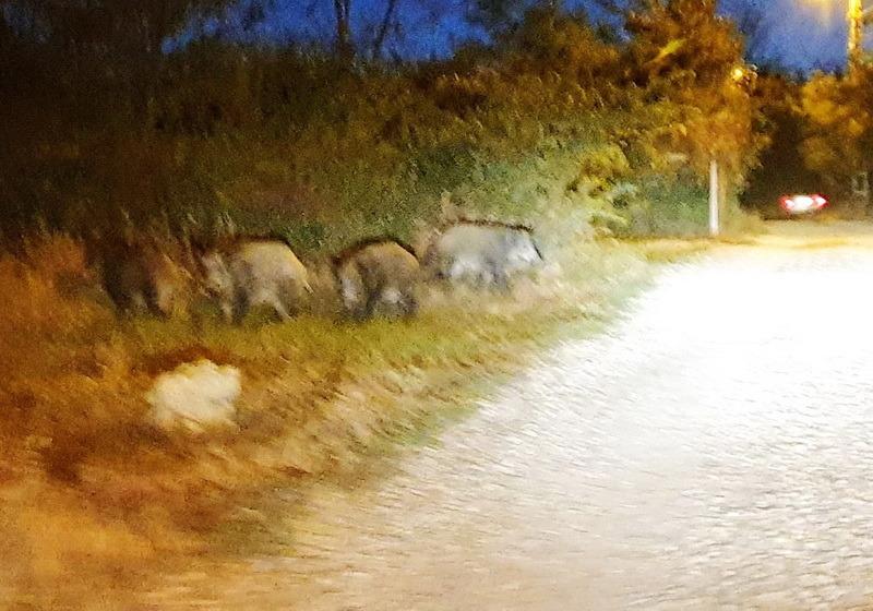 Oamenii mergeau pe o stradă în Oradea, când s-au oprit brusc. Au crezut că nu văd bine! „Erau vreo 20. Dacă locuiam în Bengal, m-aş fi speriat ştiind că pândesc în tufişuri” (FOTO) 615844