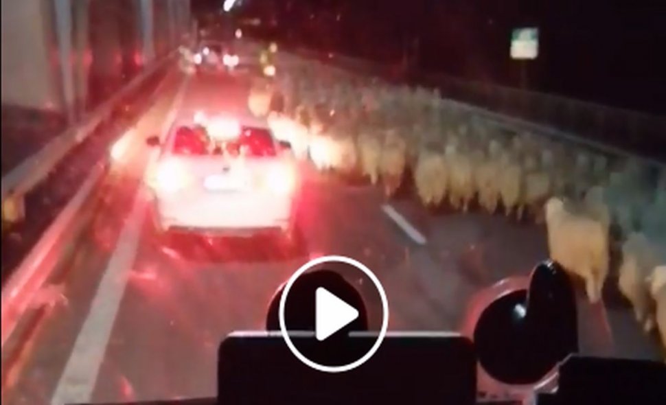 Autostradă blocată de oi. Imagini halucinante pe Autostrada Soarelui - VIDEO