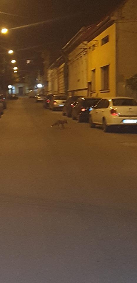 Apariție stranie pe o stradă din Târgu Mureș. Cine și-ar fi imaginat să vadă asta printre mașini? (FOTO)  616441