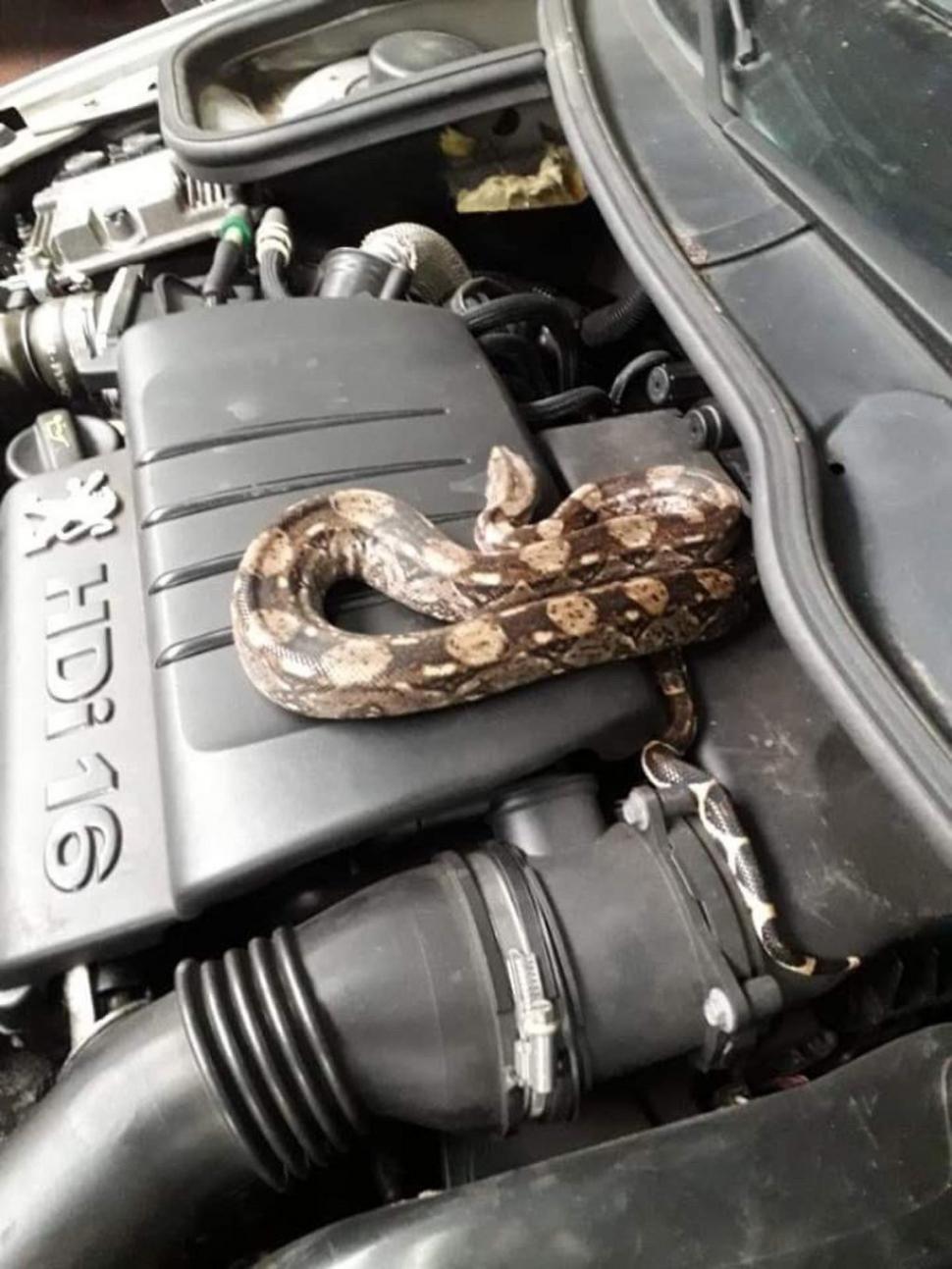 Mecanicul se pregătea să repare mașina. Când a ridicat capota a încremenit. Era chiar acolo și se mișca! (FOTO) 616593