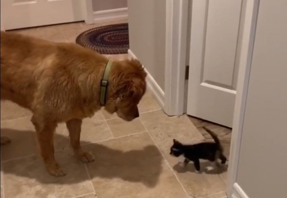 Cățelul Tommy s-a întâlnit cu patru pui de pisică pentru prima dată. Reacția patrupedului e adorabilă (VIDEO)